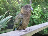 Willowbank Wildlife Reserve Kea Bird